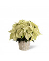 White Poinsettia - 6 inches White Poinsettia - 6 inches